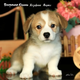 Щенки Вельш Корги Пемброк помета Ж-21 2021 года 1.