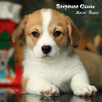 Щенки Вельш Корги Пемброк помета Ж-21 2021 года 2.