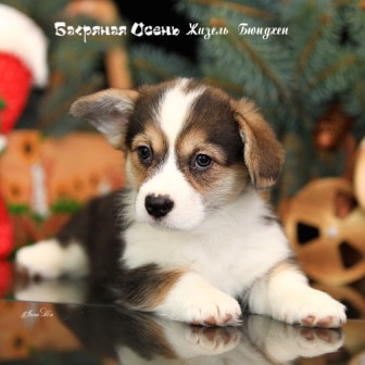 Щенки Вельш Корги Пемброк помета Ж-21 2021 года 3.