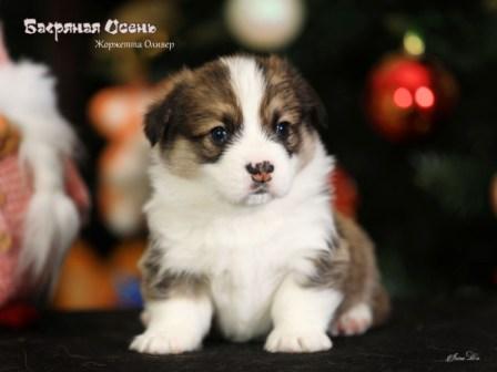 Щенки Вельш Корги Пемброк помета Ж-1 2022 года