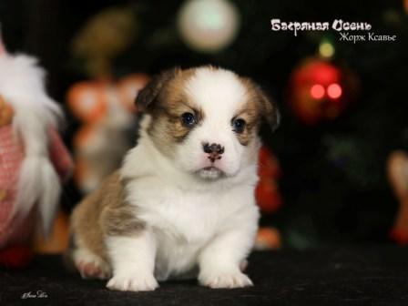 Щенки Вельш Корги Пемброк помета Ж-2 2022 года