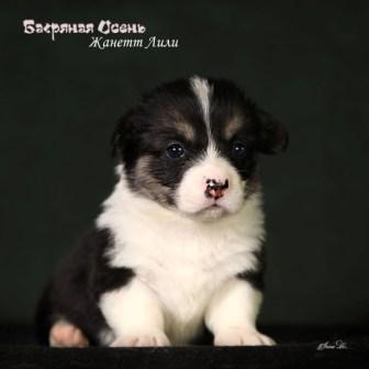 Щенки Вельш Корги Пемброк помета Ж-1 2024 года