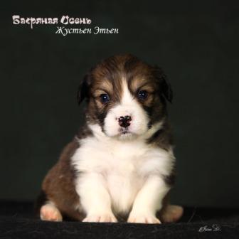 Щенки Вельш Корги Пемброк помета Ж-2 2024 года