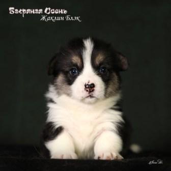 Щенки Вельш Корги Пемброк помета Ж-3 2024 года