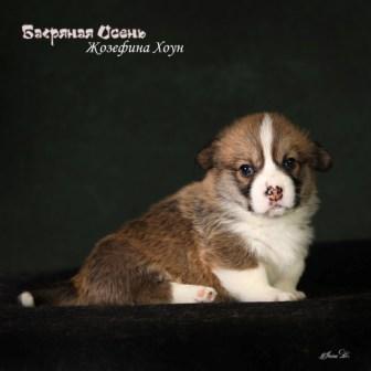 Щенки Вельш Корги Пемброк помета Ж-4 2024 года