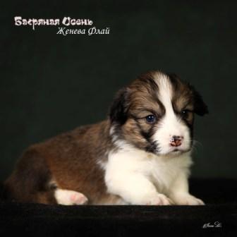 Щенки Вельш Корги Пемброк помета Ж-5 2024 года