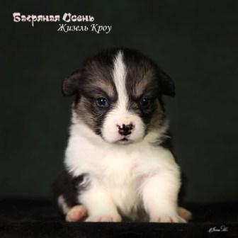 Щенки Вельш Корги Пемброк помета Ж-6 2024 года