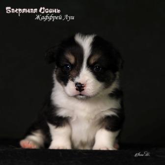 Щенки Вельш Корги Пемброк помета Ж-7 2024 года