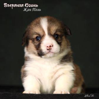 Щенки Вельш Корги Пемброк помета Ж-8 2024 года