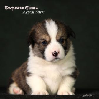 Щенки Вельш Корги Пемброк помета Ж-9 2024 года