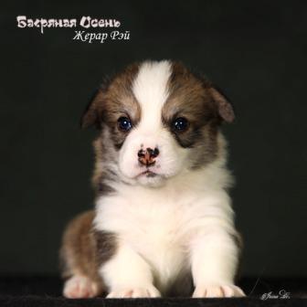 Щенки Вельш Корги Пемброк помета Ж-10 2024 года