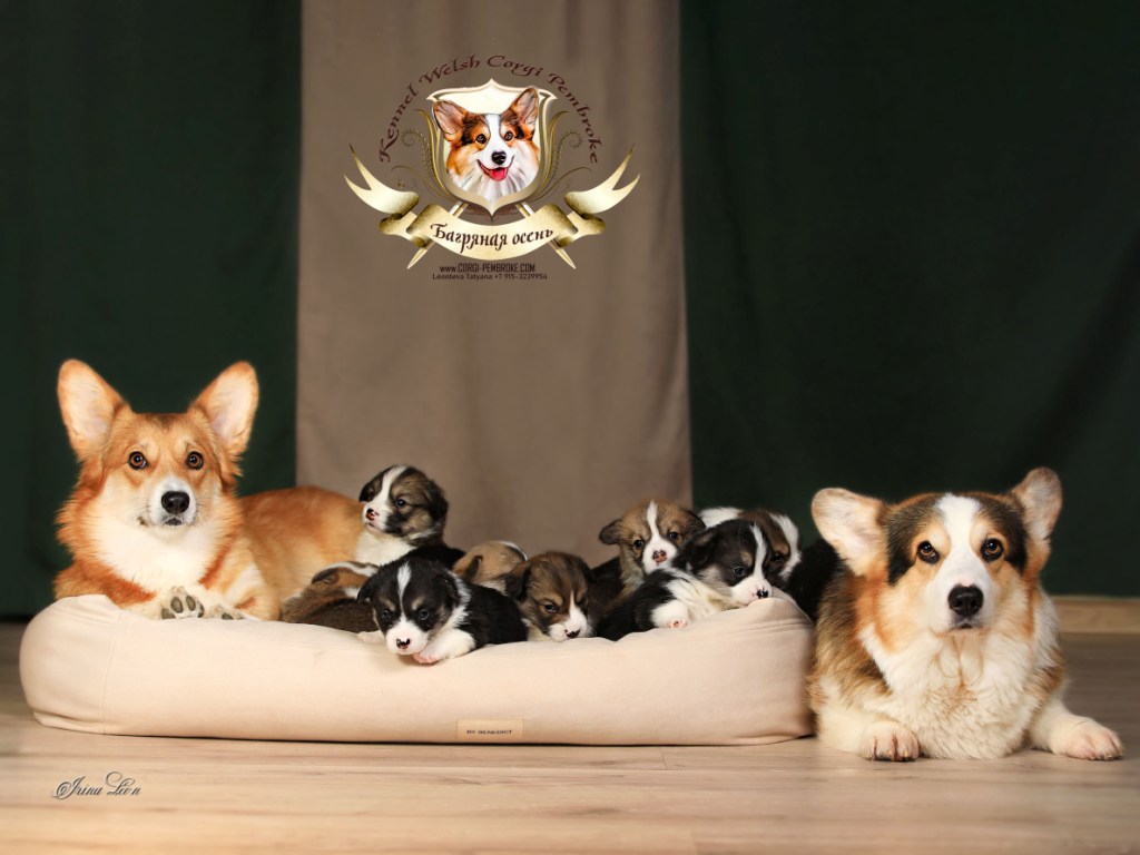 Презентация помета Вельш Корги Пемброк помета Ж-24