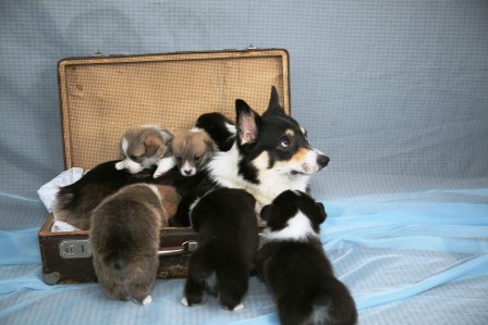 Багряная осень. Щенки помета литер К-1.