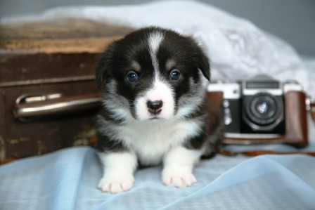Багряная осень. Щенки помета литер К-2.