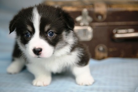 Багряная осень. Щенки помета литер К-3.