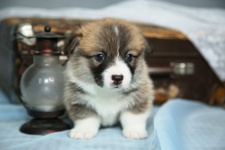 Багряная осень. Щенки помета литер К-4.