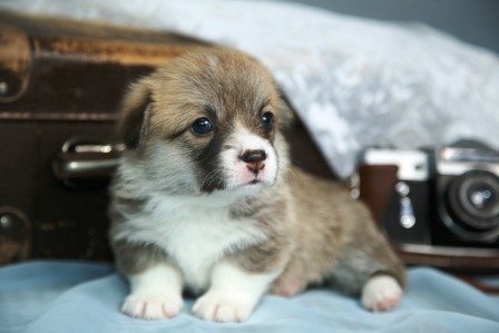 Багряная осень. Щенки помета литер К-5.