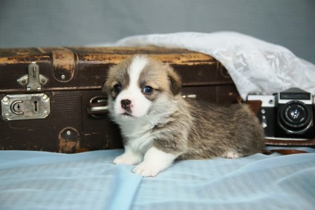 Багряная осень. Щенки помета литер К-7.