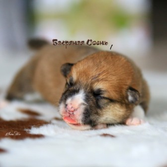 Купить щенка Вельш Корги Пемброк литер К-20-1. Багряная осень.