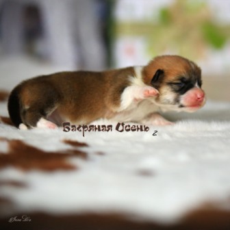 Купить щенка Вельш Корги Пемброк литер К-20-2. Багряная осень.