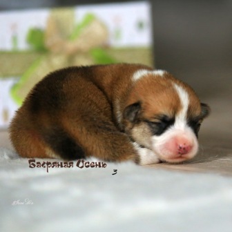 Купить щенка Вельш Корги Пемброк литер К-20-3. Багряная осень.