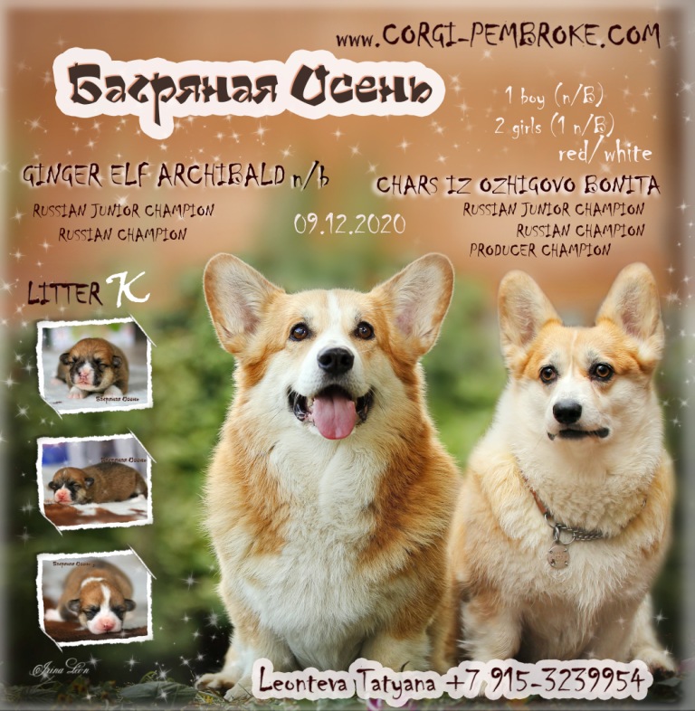 Презентация помета Вельш Корги Пемброк литер К-20 птиомника Багряная осень.