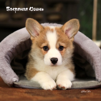 Щенки Вельш Корги Пемброк помета К-21 2021 года 1.