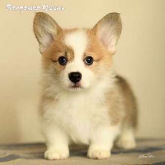 Щенки Вельш Корги Пемброк помета К-21 2021 года 2.