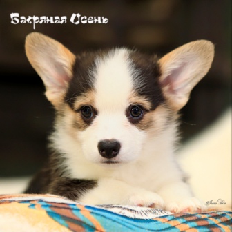 Щенки Вельш Корги Пемброк помета К-21 2021 года 4.