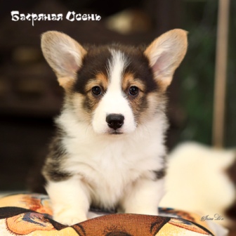 Щенки Вельш Корги Пемброк помета К-21 2021 года 5.