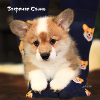 Щенки Вельш Корги Пемброк помета К-21 2021 года 6.