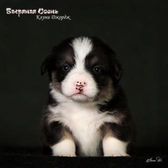 Щенки Вельш Корги Пемброк помета 2024 года литер К-1