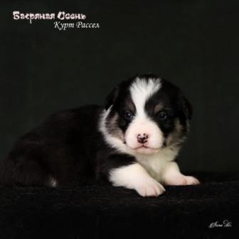 Щенки Вельш Корги Пемброк помета 2024 года литер К-2