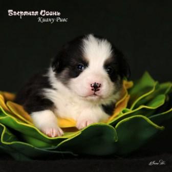 Щенки Вельш Корги Пемброк помета 2024 года литер К-3