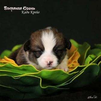 Щенки Вельш Корги Пемброк помета 2024 года литер К-4