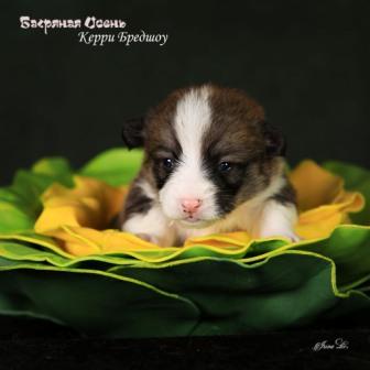 Щенки Вельш Корги Пемброк помета 2024 года литер К-5