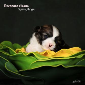 Щенки Вельш Корги Пемброк помета 2024 года литер К-6