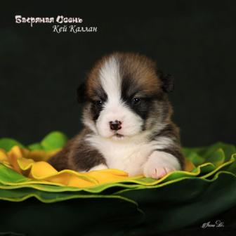 Щенки Вельш Корги Пемброк помета 2024 года литер К-7