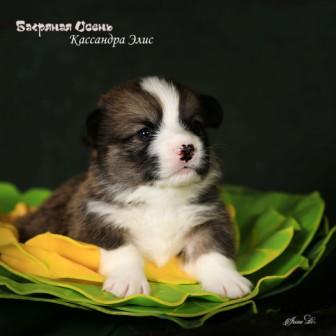 Щенки Вельш Корги Пемброк помета 2024 года литер К-8