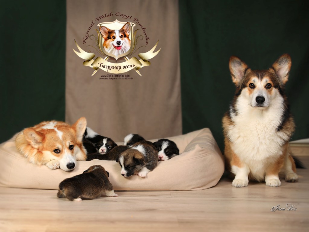 Презентация помета Вельш Корги Пемброк литер К 2024 года