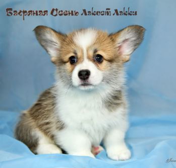 Багряная осень. Щенки литер Л-1.