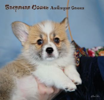 Багряная осень. Щенки литер Л-2.