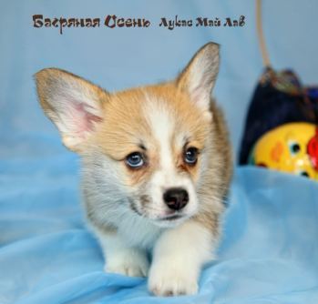 Багряная осень. Щенки литер Л-3.