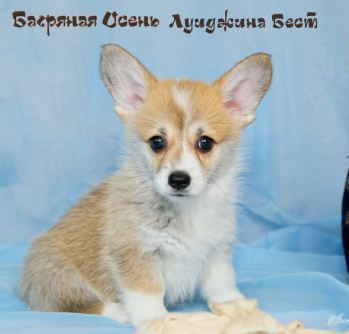 Багряная осень. Щенки литер Л-4.