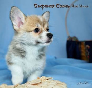 Багряная осень. Щенки литер Л-5.