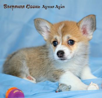 Багряная осень. Щенки литер Л-6.