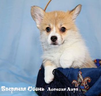 Багряная осень. Щенки литер Л-7.