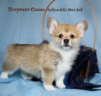 Багряная осень. Щенки литер Л-8.