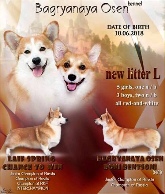 Багряная осень. Презентация щенки литер Л.