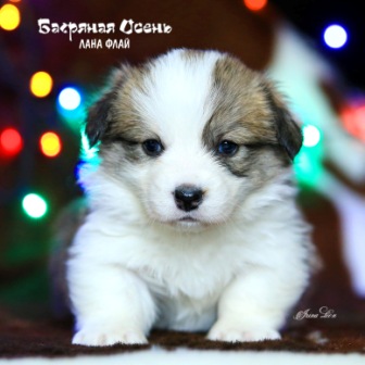 Купить щенка Вельш Корги Пемброк помета Л-1 2020 года 